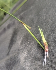 Assiniboia sedge (Carex assiniboinensis)