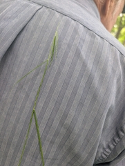 Assiniboia sedge (Carex assiniboinensis)
