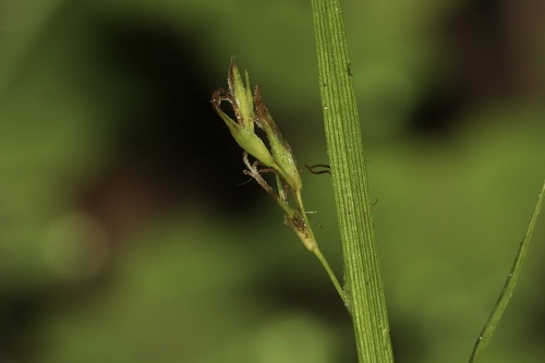 Assiniboia sedge (Carex assiniboinensis)