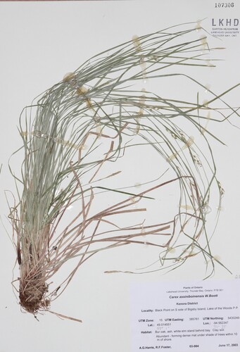 Assiniboia sedge (Carex assiniboinensis)