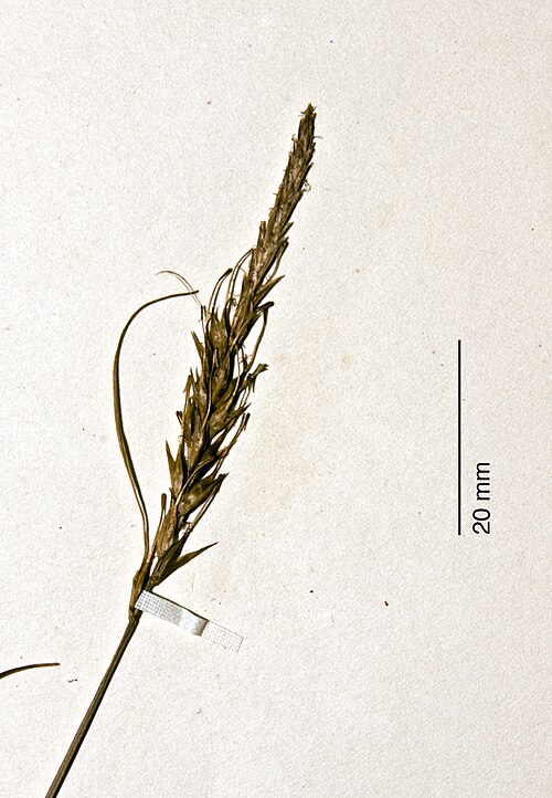 Carex astricta (Carex astricta)