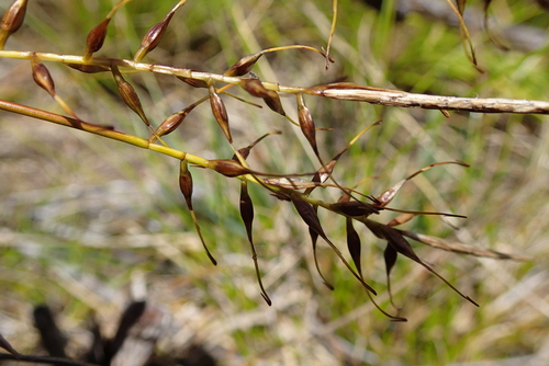 Carex astricta (Carex astricta)