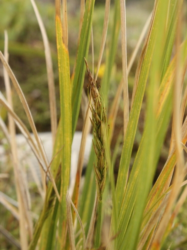 Carex astricta (Carex astricta)