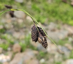 Carex aterrima (Carex aterrima)