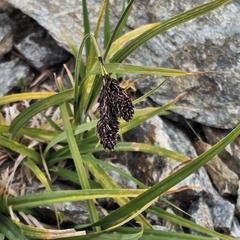 Carex aterrima (Carex aterrima)
