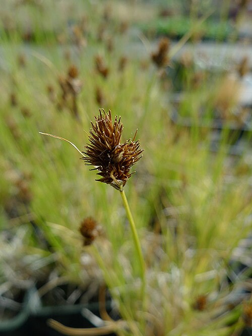 Slenderbeak sedge: Carex athrostachya grown in nursery, grown from wild collected native seed