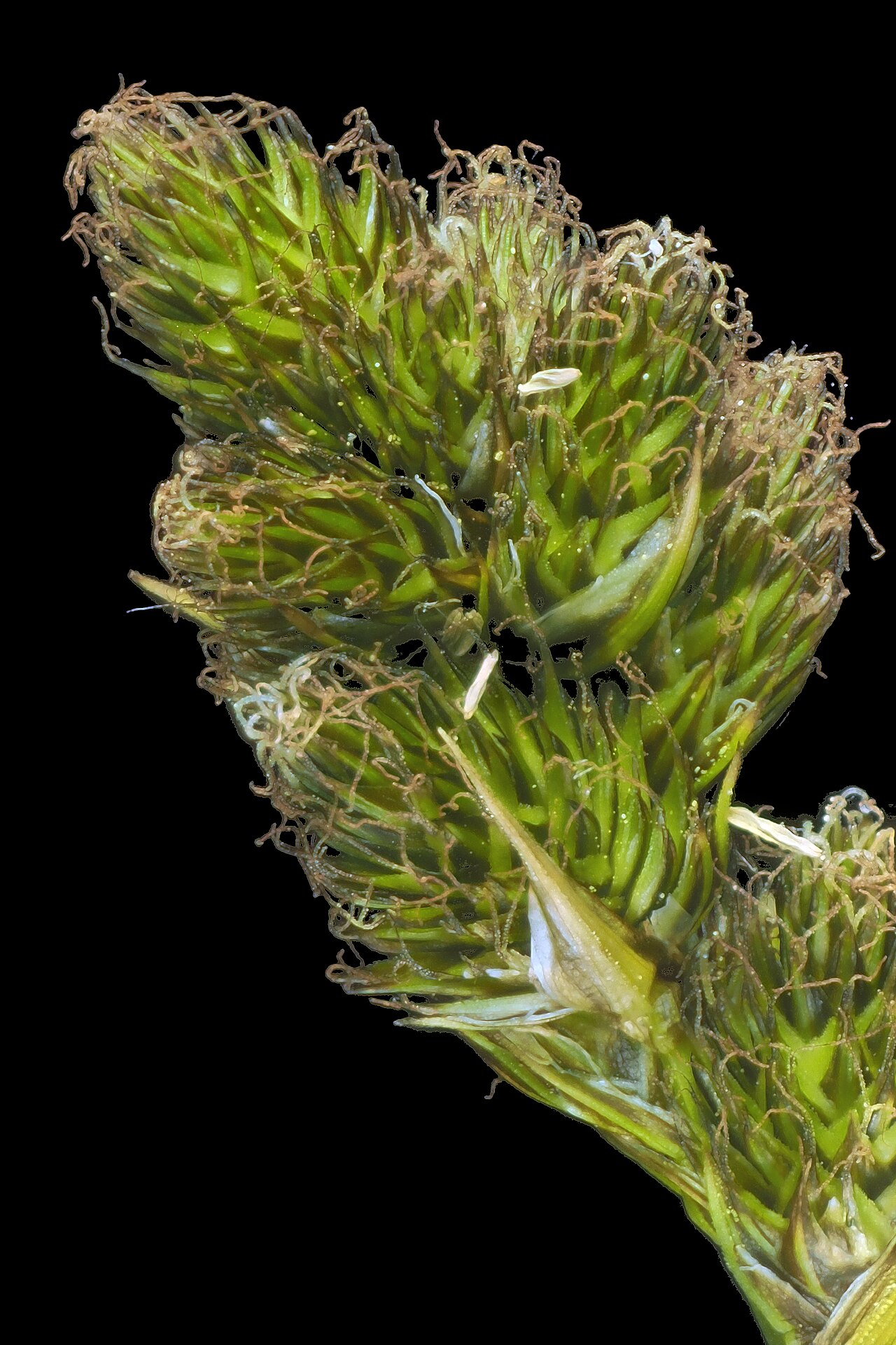 Slenderbeak sedge: Carex athrostachya—slender beak sedge. The plant that provided the stem prographed grows at Regional Parks Botanic Garden located in Tilden Regional Park near B