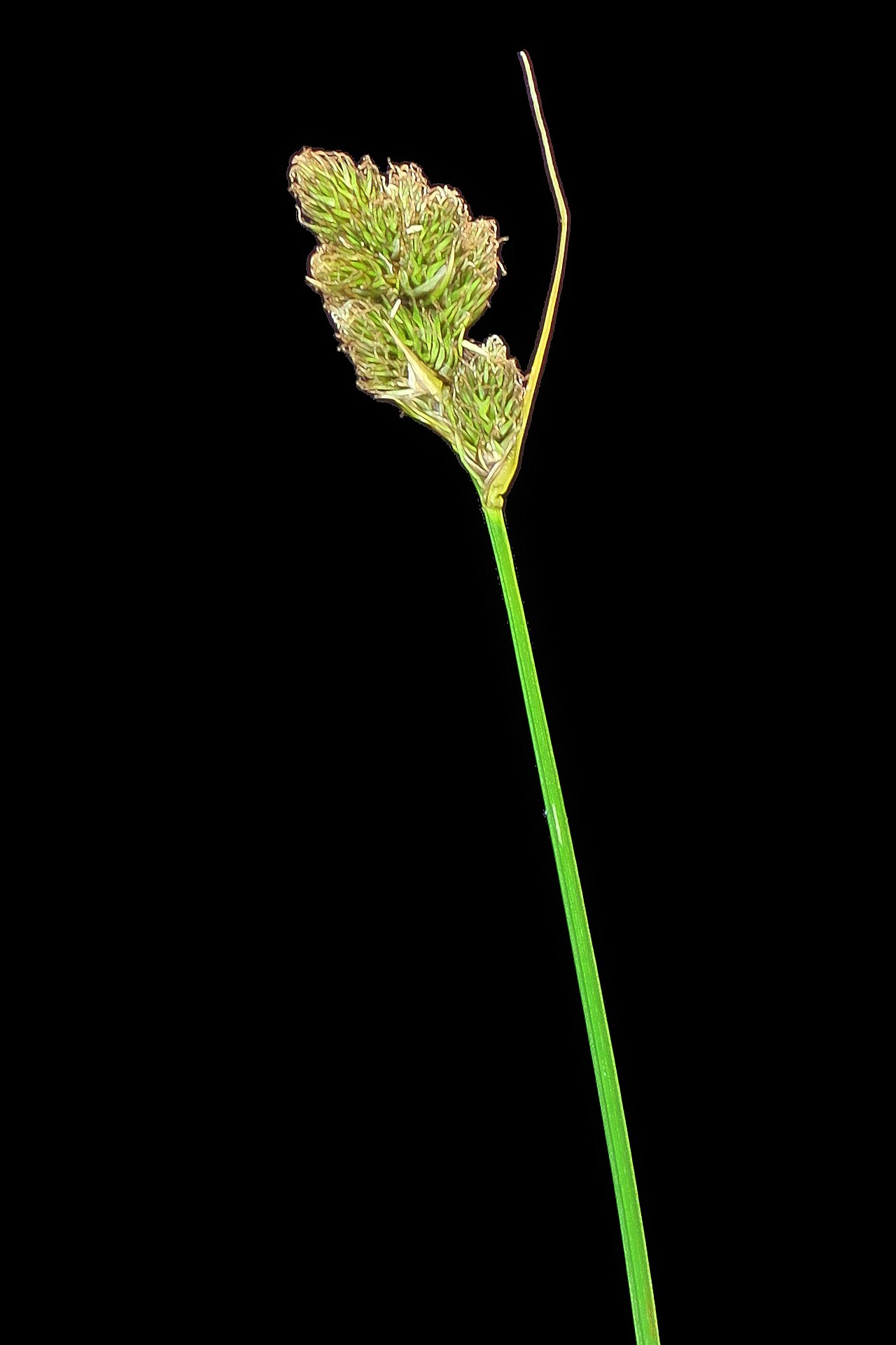 Slenderbeak sedge: Carex athrostachya—slender beak sedge. The plant that provided the stem prographed grows at Regional Parks Botanic Garden located in Tilden Regional Park near B
