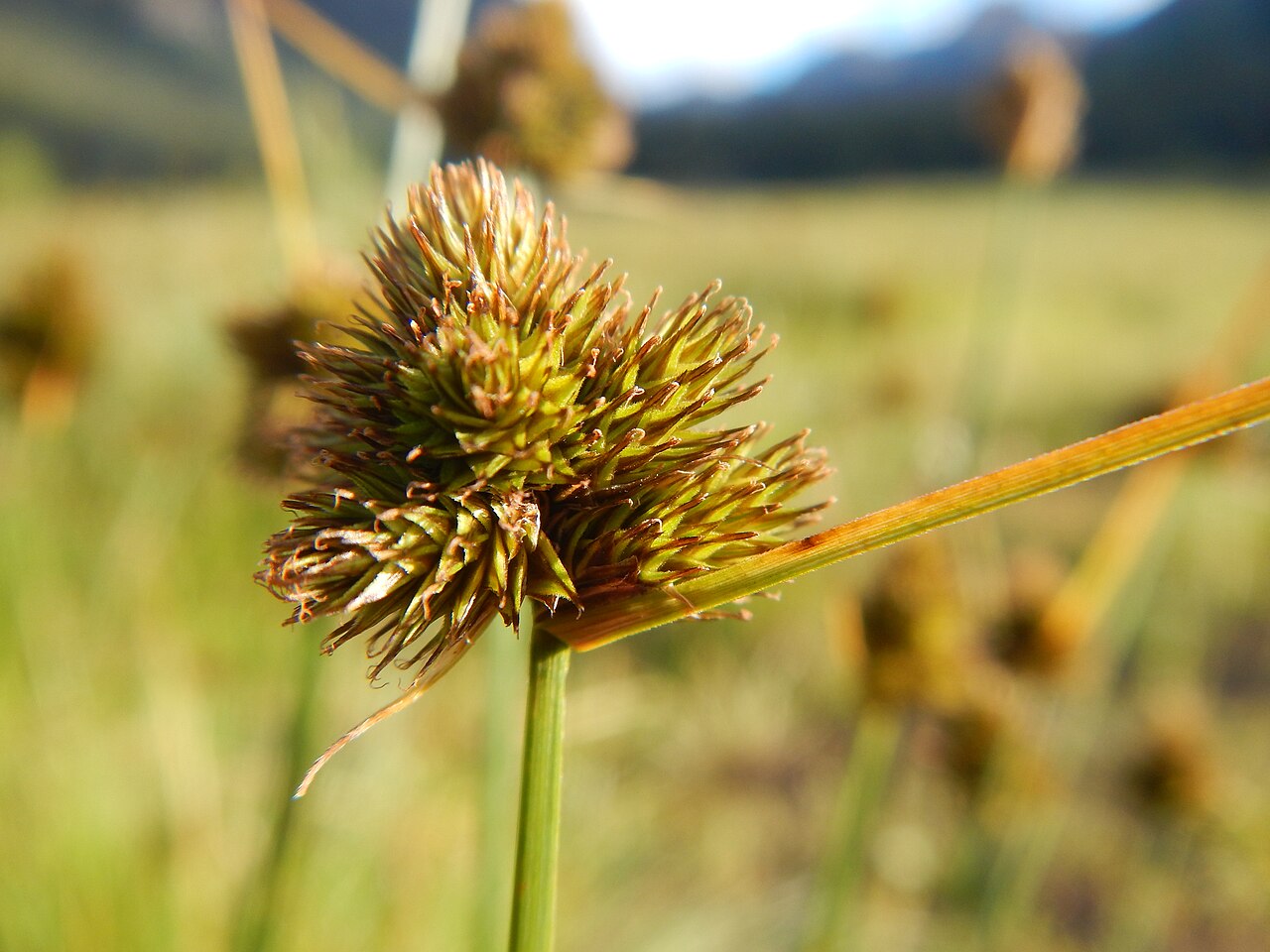 Slenderbeak sedge: The inflorescence bracts are characteristically leafy and individual spikes bear the staminate flowers distally.