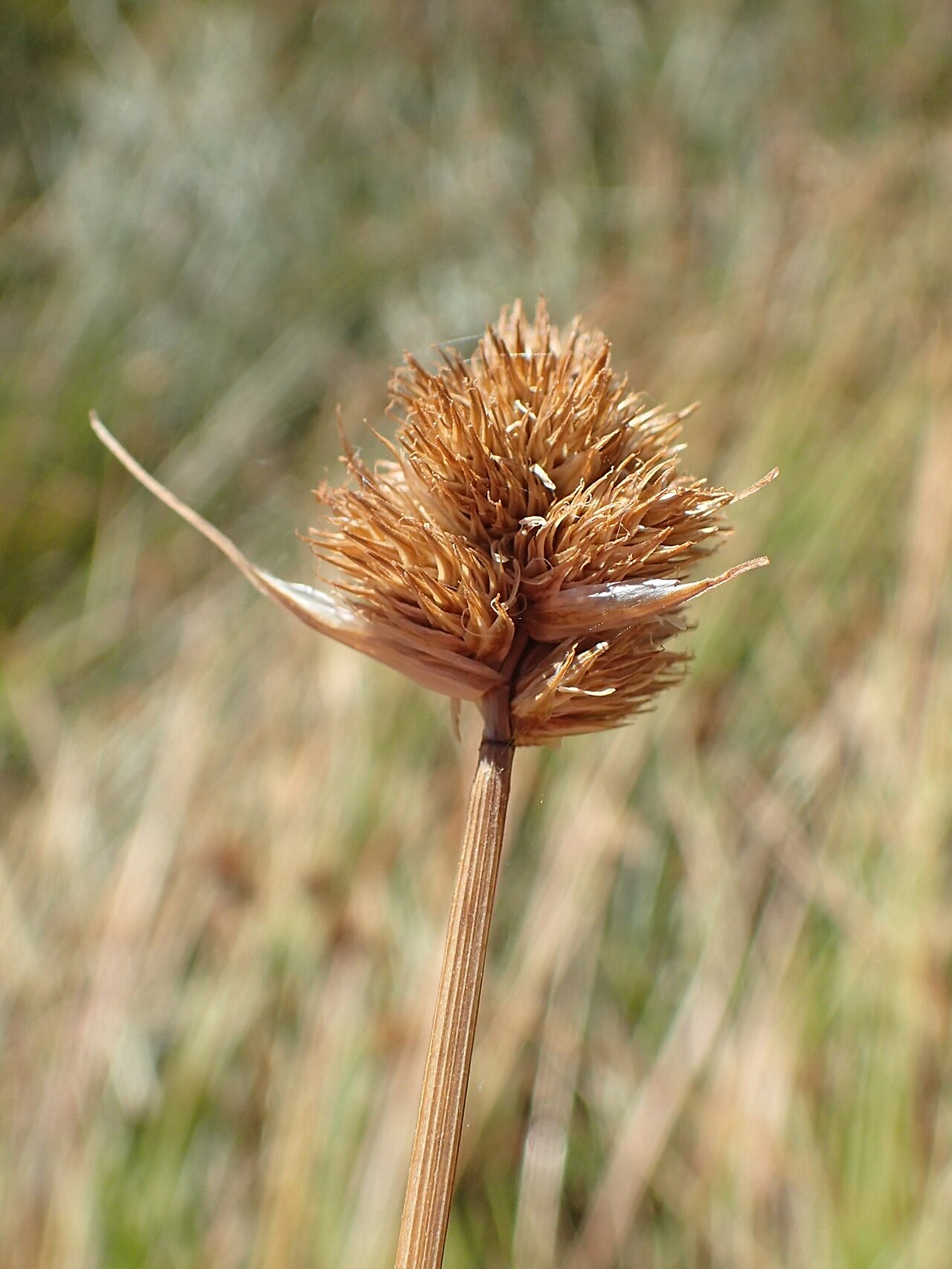 Slenderbeak sedge: Carex athrostachya on Badger Ski Arena in Yosemity NP, California