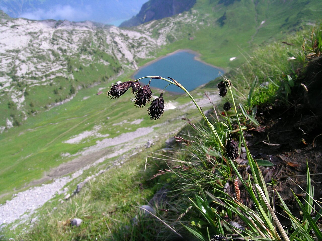 Darkbrown sedge: Carex atrofusca , Schynige Platte