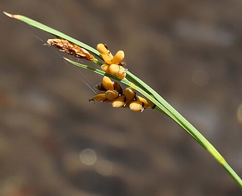 Golden sedge: Closeup of Carex aurea spikelet, with male flowers and golden perigynia. Along Bishop Creek at 8,500 ft (2,600 m), in Aspendell, Inyo County, California.