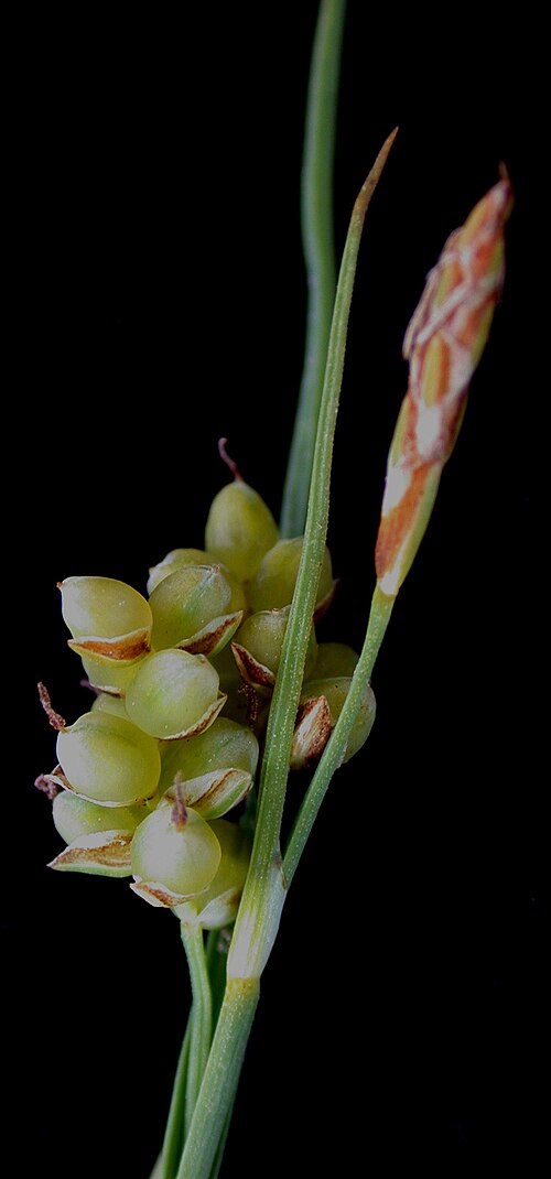 Golden sedge: Nom français : carex doré. Nom anglais : golden sedge. Épillet femelle (en bas : écailles, périgynes) et épillet mâle (en haut : écailles) de carex doré.