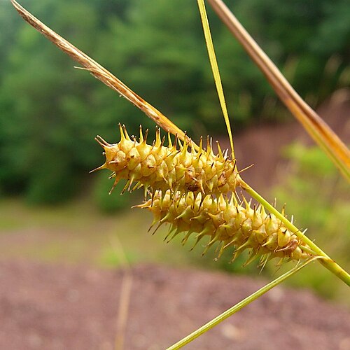 Bailey's sedge: Scientific Name: Carex baileyi Britt. Common Name: Bailey's Sedge Certainty: positive ( notes ) Location: Central Appalachians; George Washington NF; Shenandoah