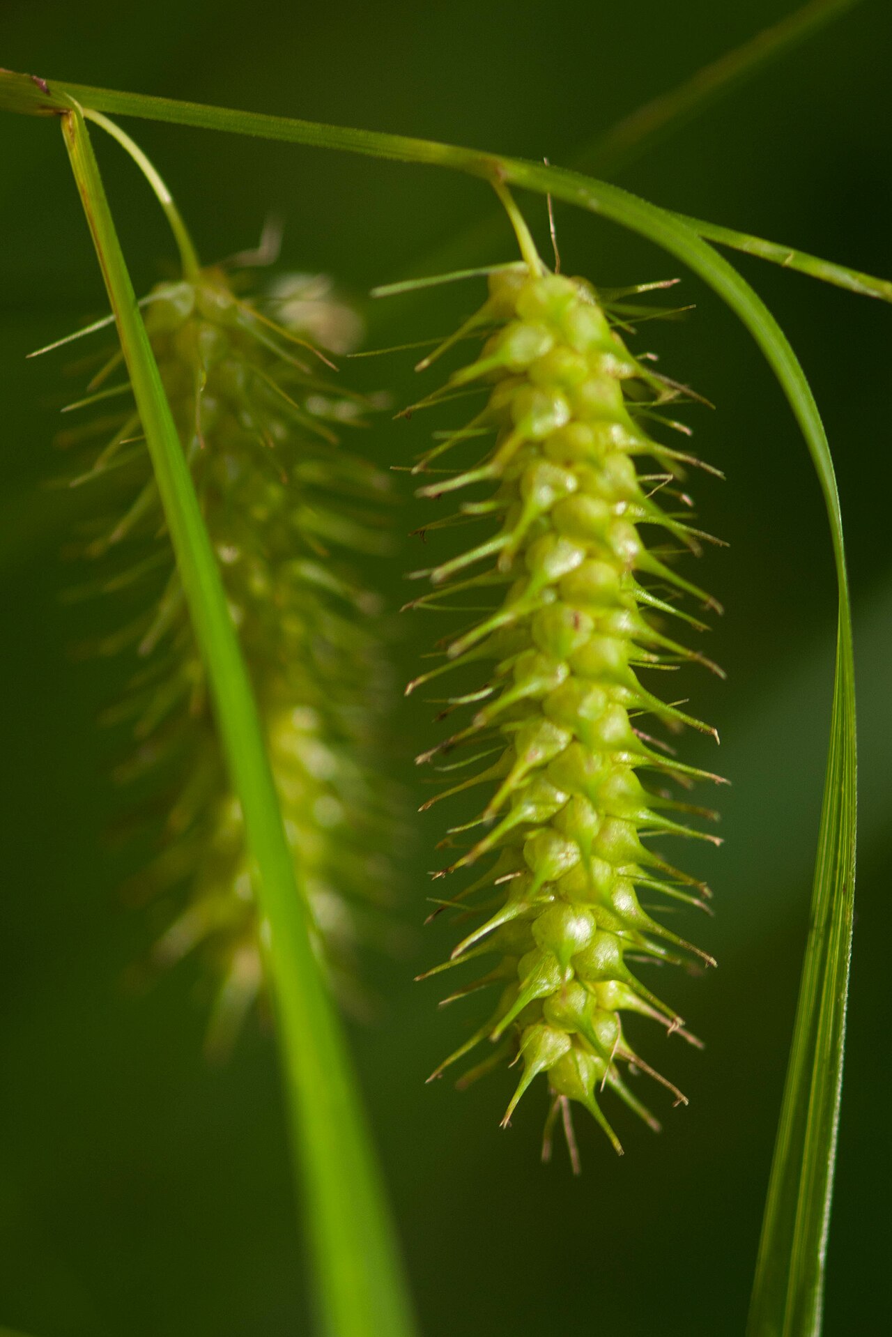 Bailey's sedge: Carex baileyi found in Dolly Sods Wilderness WV Aug 2019