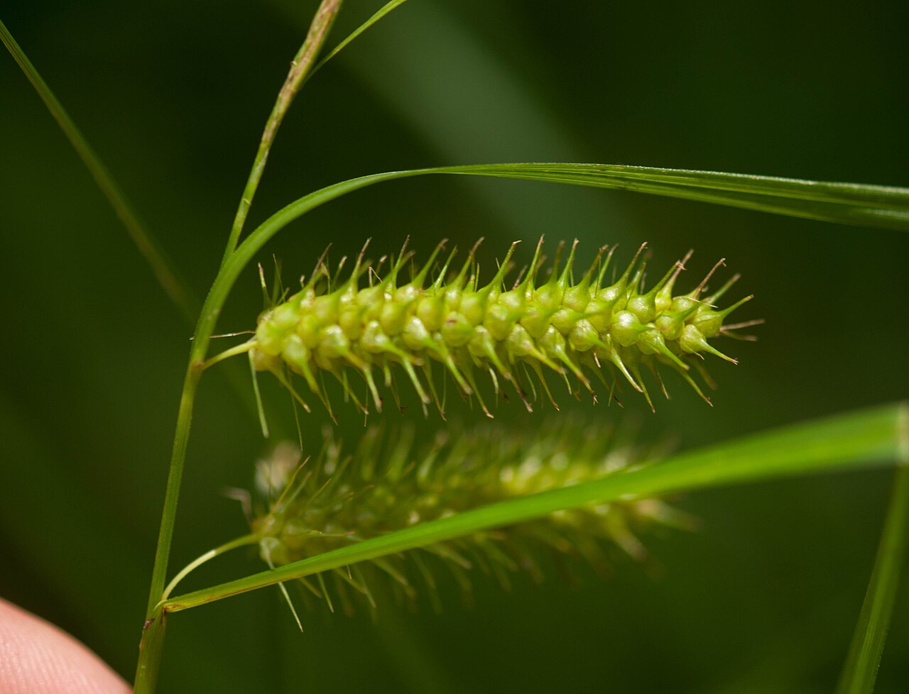 Bailey's sedge: Carex baileyi found in Dolly Sods Wilderness WV Aug 2019