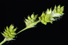 Silvery sedge (Carex canescens)