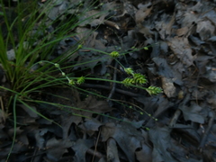 Silvery sedge (Carex canescens)