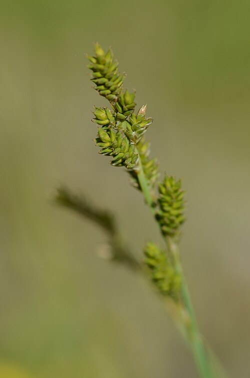 Silvery sedge: Carex canescens