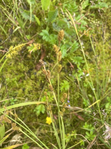 Silvery sedge (Carex canescens)