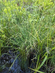 Silvery sedge (Carex canescens)
