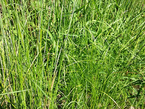 Silvery sedge: Habitus Taxonym: Carex canescens (subsp. canescens) ss Fischer et al. EfÖLS 2008 ISBN 978-3-85474-187-9 Location: next to Kufstein pond, district Gmünd, Lower A