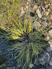 Silvery sedge (Carex canescens)