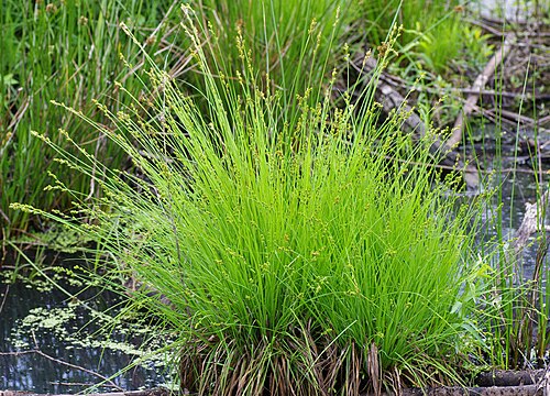 Silvery sedge: Comparatively large eyrie of the Silvery Sedge ( Carex canescens ).