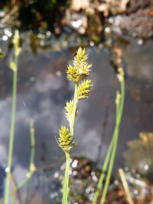 Silvery sedge: Inflorescence Taxonym: Carex canescens (subsp. canescens) ss Fischer et al. EfÖLS 2008 ISBN 978-3-85474-187-9 Location: next to Kufstein pond, district Gmünd, L