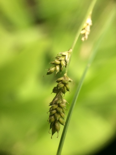 Silvery sedge (Carex canescens)