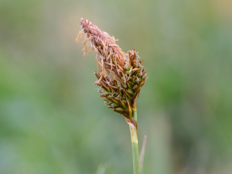 Vernal sedge: Frühlings-Segge