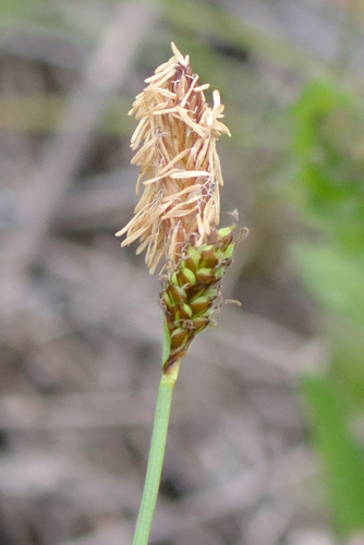 Vernal sedge (Carex caryophyllea)