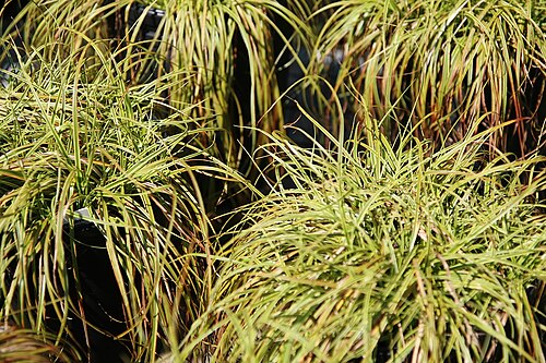 Vernal sedge: Location taken: Behnke Nurseries, Beltsville, MD USA. Names: Carex caryophyllea 'Beatlemania' Latourr., Beatlemania Sedge, Mop Head Sedg Classification: Plantae