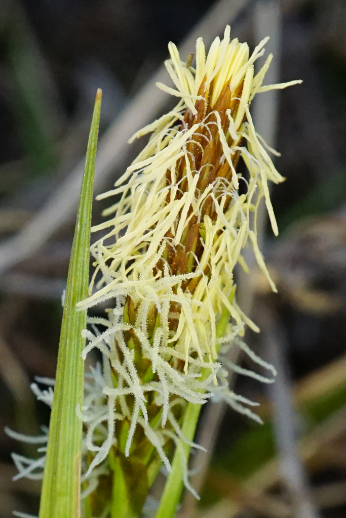 Vernal sedge (Carex caryophyllea)