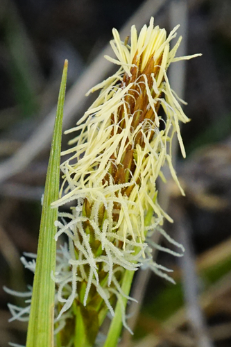 Vernal sedge (Carex caryophyllea)