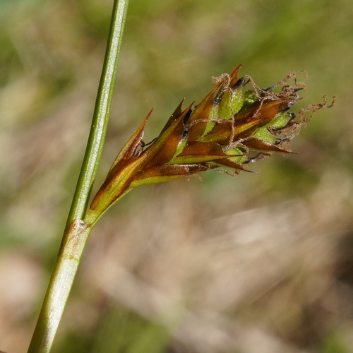 Vernal sedge (Carex caryophyllea)