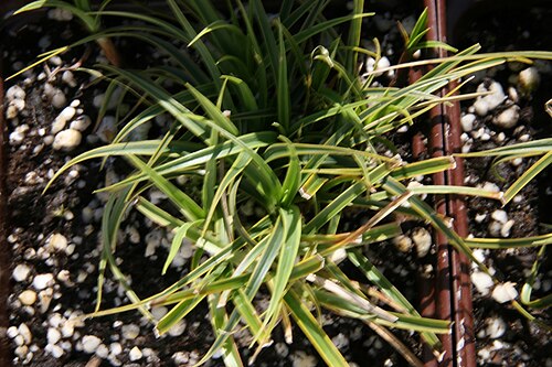 Vernal sedge: Location taken: Behnke Nurseries, Potomac MD USA. Names: Carex caryophyllea 'Beatlemania' Latourr., Beatlemania Sedge, Mop Head Sedg Classification: Plantae > A