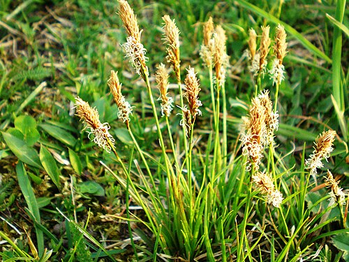 Vernal sedge: Ankstyvoji viksva