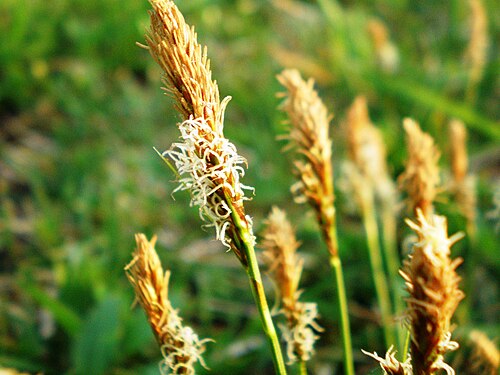 Vernal sedge: Ankstyvoji viksva