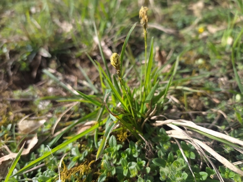 Vernal sedge (Carex caryophyllea)