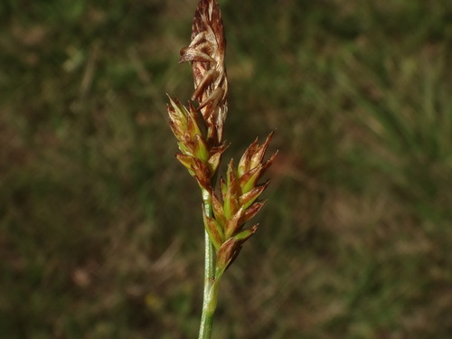 Vernal sedge (Carex caryophyllea)