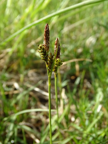 Vernal sedge (Carex caryophyllea)