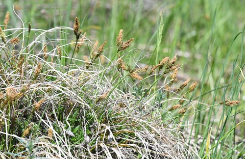 Vernal sedge (Carex caryophyllea)