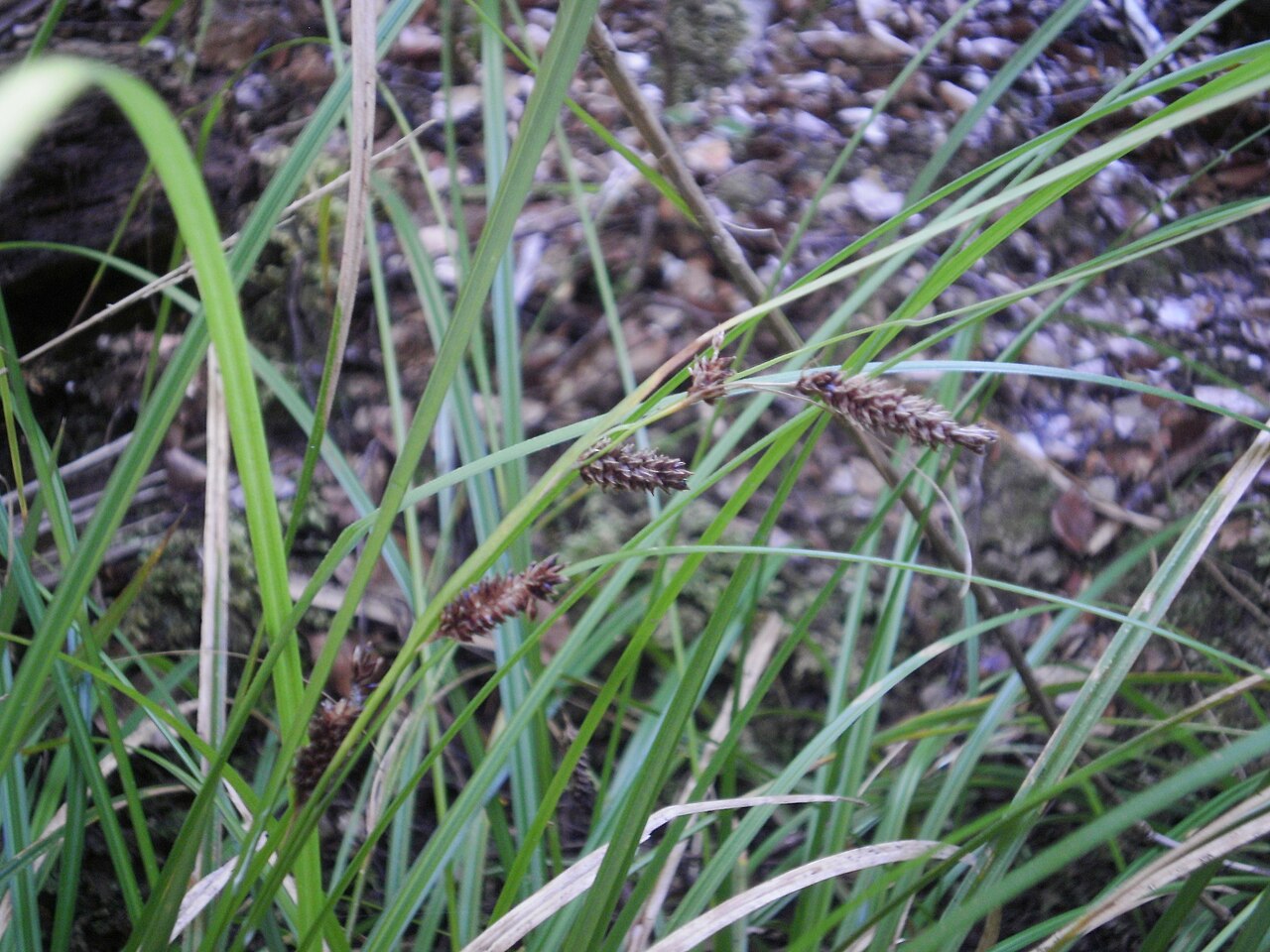 Carex dissita: Carex dissita, purei, in Upper Hutt bush, New Zealand