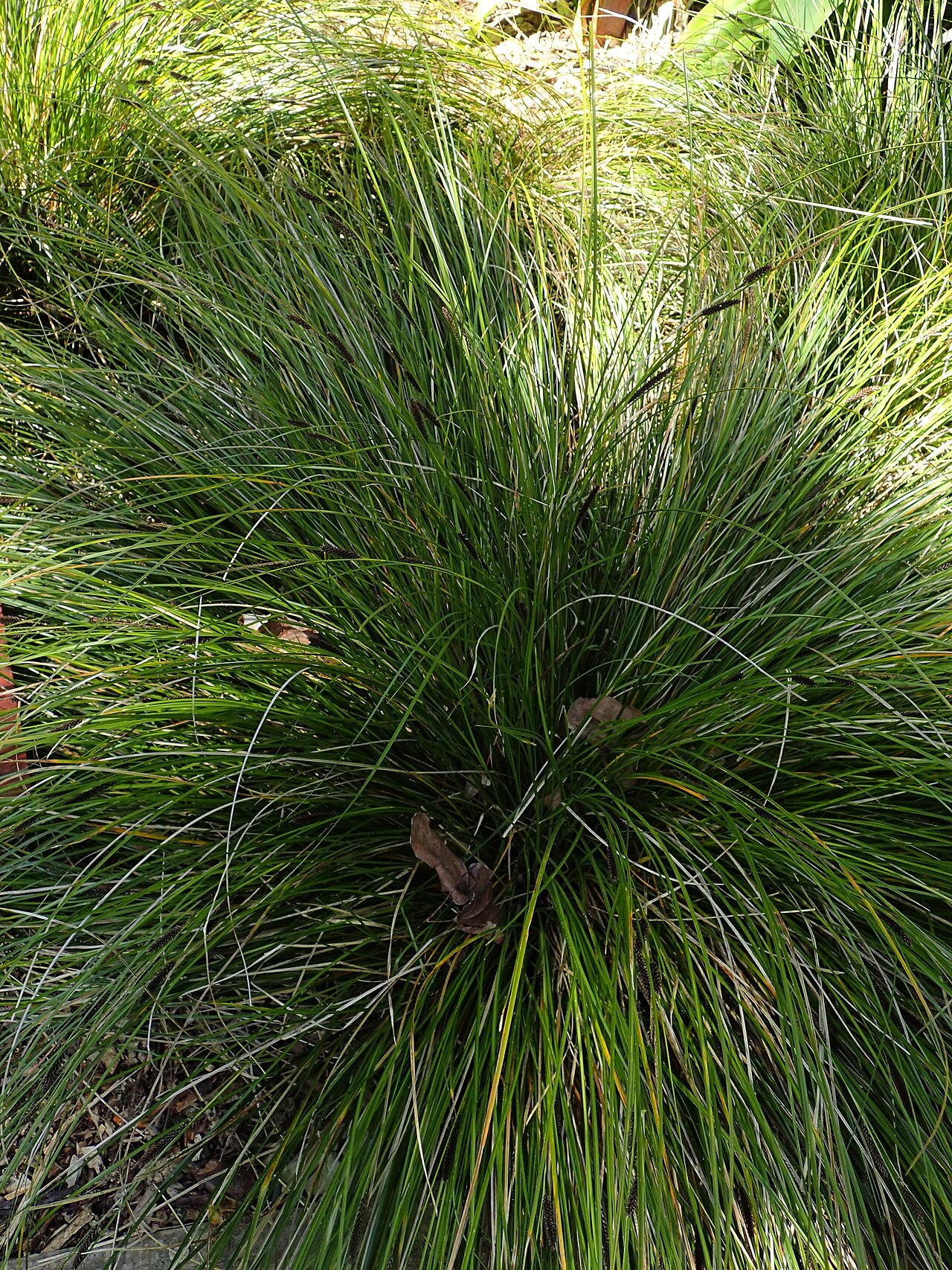 Carex dissita: Carex dissita in Dunedin Botanic Garden