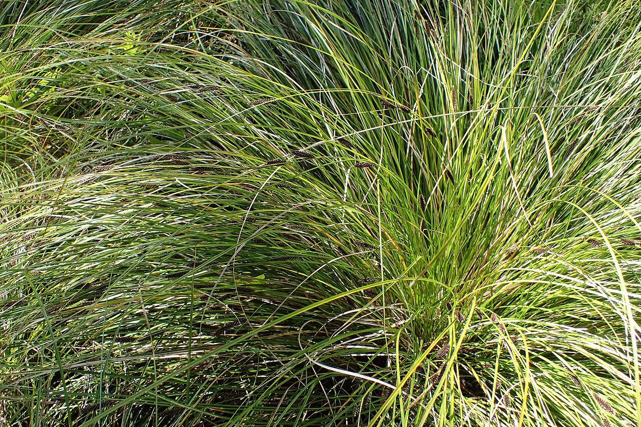 Carex dissita: Carex dissita in Dunedin Botanic Garden