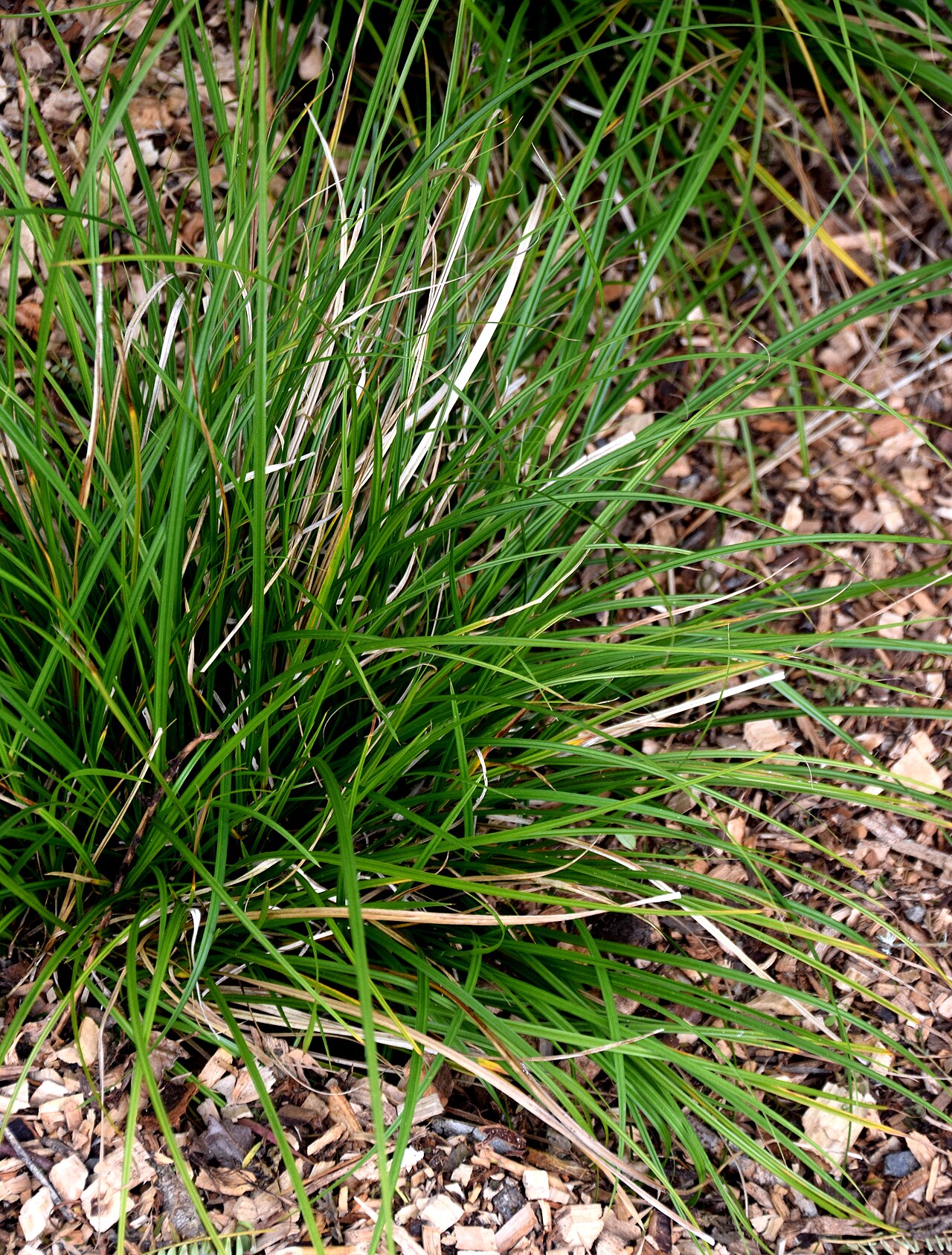 Carex dissita: Carex dissita in Auckland Botanic Gardens, Manurewa, South Auckland, New Zealand