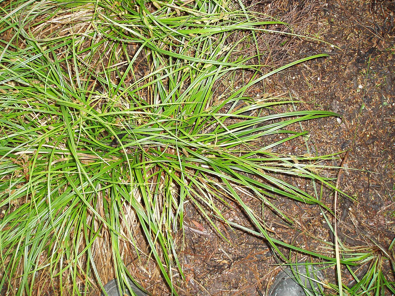 Carex dissita (Carex dissita)