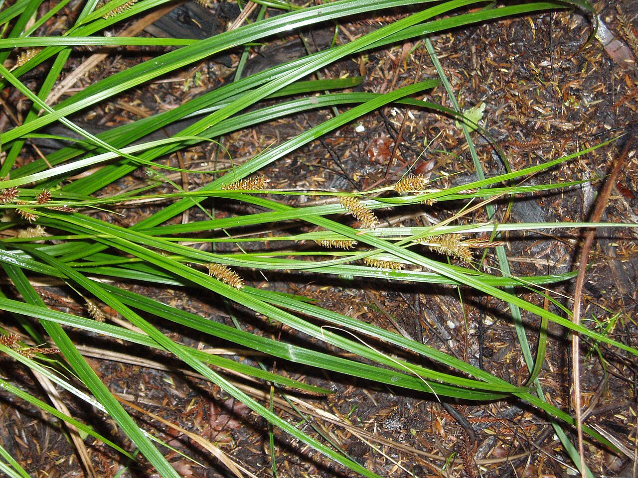 Carex dissita (Carex dissita)