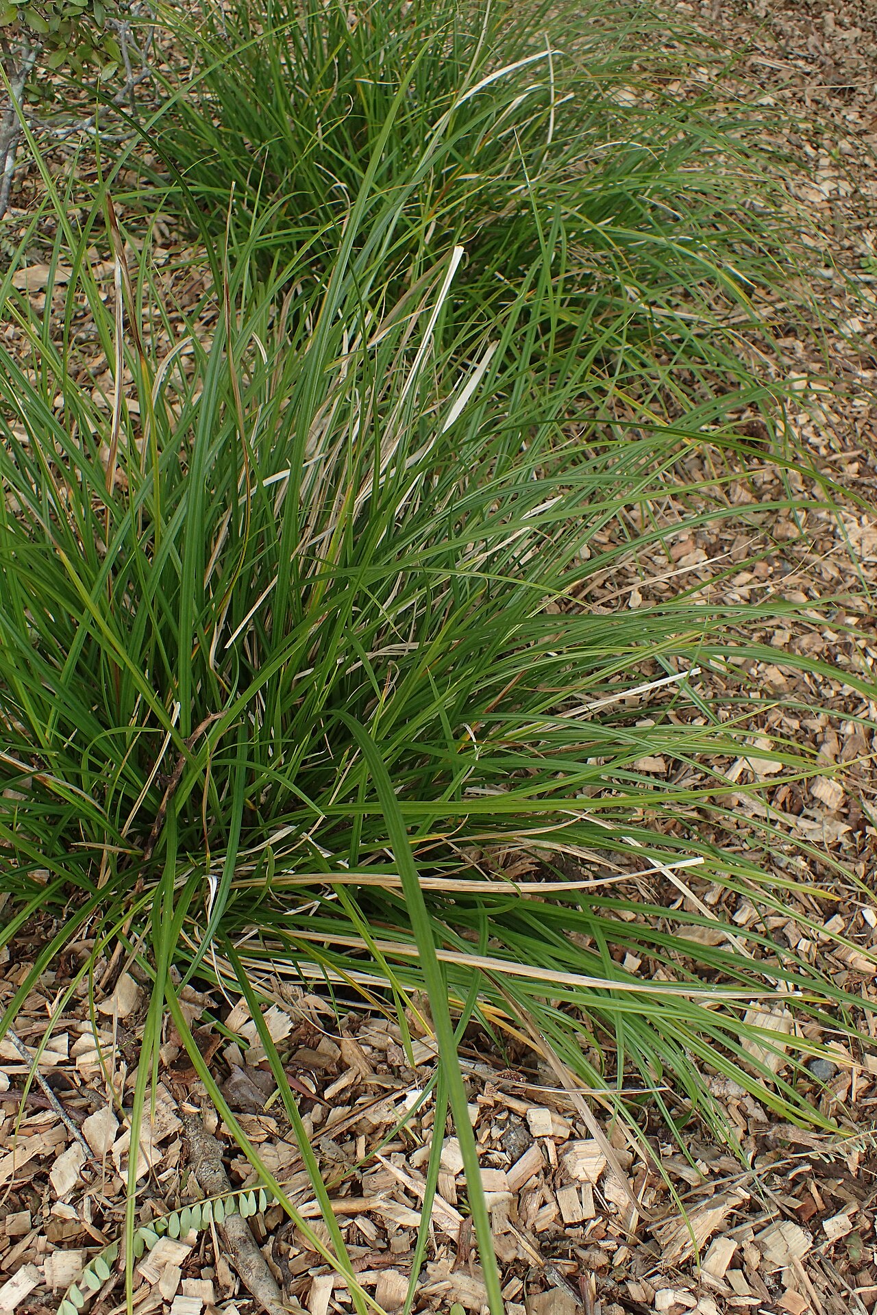 Carex dissita: Carex dissita in Auckland Botanic Gardens